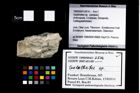 Foto (Objekt + Etikett) von Galatheites sp.  (NHMW-GEO-1990-0041-2514)